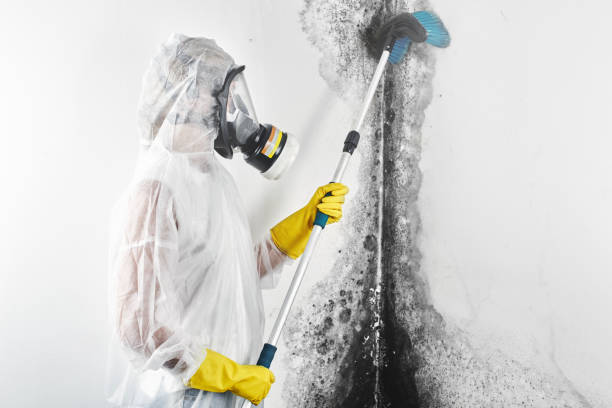 Best Environmental Consulting for Mold Prevention  in Newark, IL