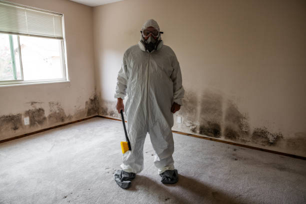 Best Asbestos and Lead Testing During Mold Inspection  in Newark, IL